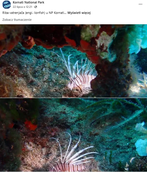 Zdjęcie Inwazyjny gatunek w Chorwacji! Władze ostrzegają turystów przed jego toksycznym jadem #1