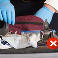 Czego nie wolno przywozić z wakacji?
