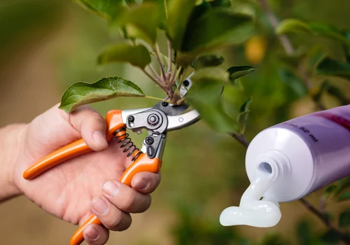 Maść cynkowa ratuje rośliny po przycinaniu! Zabezpiecz rany jak profesjonalista!