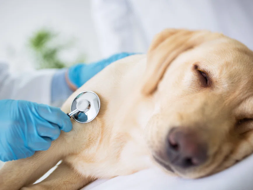 10 sygnałów, że Twój pies jest chory