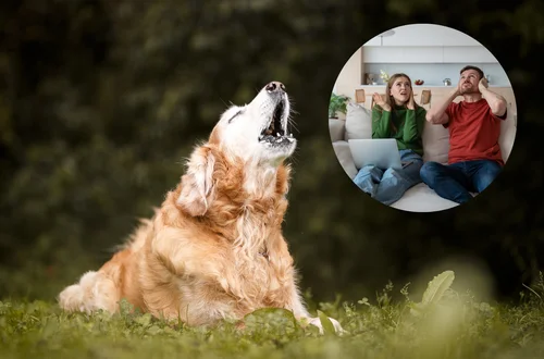 Sąsiedzi bezradni wobec szczekających psów? RPO apeluje o zmiany w przepisach!