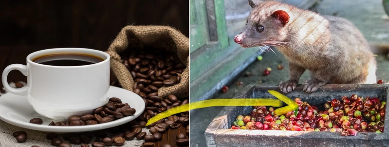 10 ciekawostek o kawie których nie wiesz