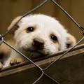 Nawet 1500 zł za adopcję psa! Pomóż i otrzymaj dofinansowanie.