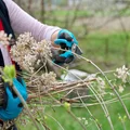 Czy to już czas na przycinanie hortensji? Zrób to, a hortensje będą uginać się od kwiatów