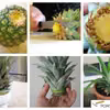 Ananas w doniczce