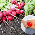 Tego nie wiedziałeś o rzodkiewce! Pomaga w tej dolegliwości, a większość ludzi ją ignoruje