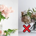 Jak przedłużyć trwałość kwiatów ciętych?