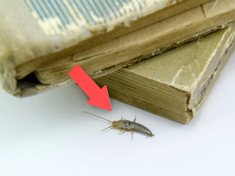 Robaki w domu. Które z nich są groźne dla ludzi?
