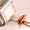 Pasożyt wart pół miliona złotych?