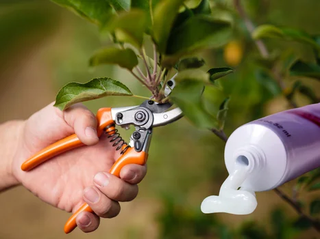 Maść cynkowa ratuje rośliny po przycinaniu! Zabezpiecz rany jak profesjonalista!