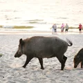 Stado dzików biegało w Gdyni między turystami! Co zwierzęta robiły na plaży?