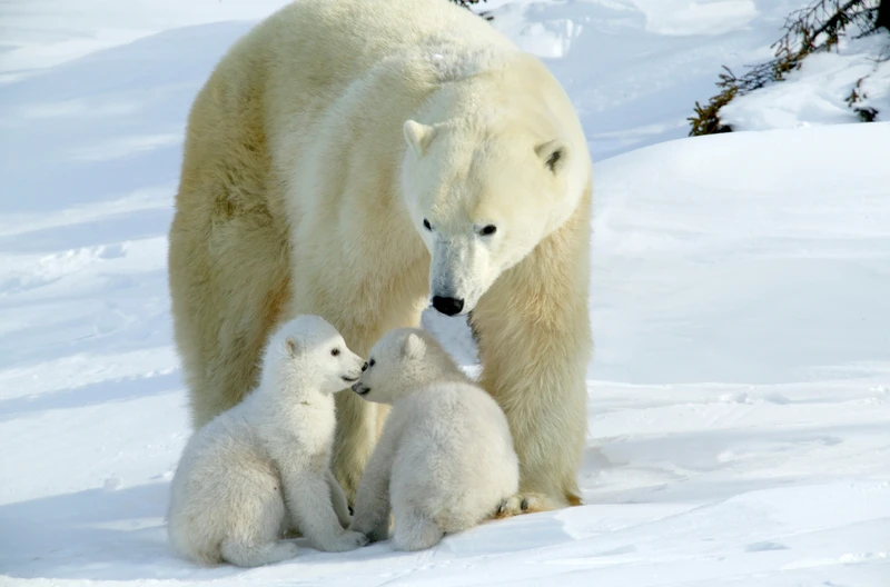Dzień Niedźwiedzia Polarnego: Ochrona Króla Arktyki