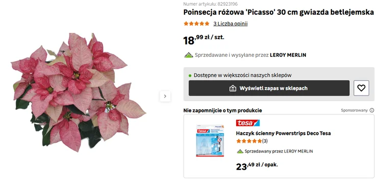 Zdjęcie Już nie klasyczna czerwona gwiazda betlejemska! Teraz ta odmiana podbija świąteczne polskie stoły #3