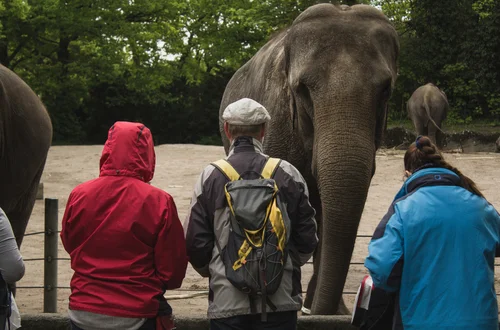 Dzień Miłośników Zoo: Jak Świętować i Dlaczego Zoo Są Ważne