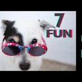 Śmieszne koty i psy zabawne zwierzęta Padniesz ze śmiechu 7Fun #7