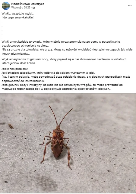 Zdjęcie Inwazyjne owady szturmują polskie domy i lasy - wydano oficjalny komunikat informacyjny! Warto uszczelnić okna i drzwi #2