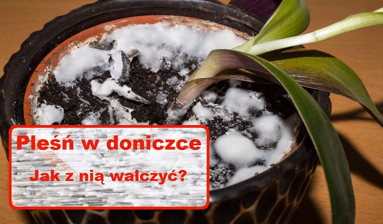 BIAŁA PLEŚŃ w doniczce – sprawdź co należy zrobić
