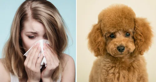 Te rasy psów są idealne dla alergików