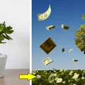 Dlaczego powinnaś mieć drzewko szczęścia w domu? Ważne powody