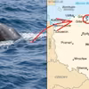 Coś niespotykanego! Delfin spotkany w Bałtyku!