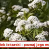 Jakie właściwości ma KOZŁEK LEKARSKI?