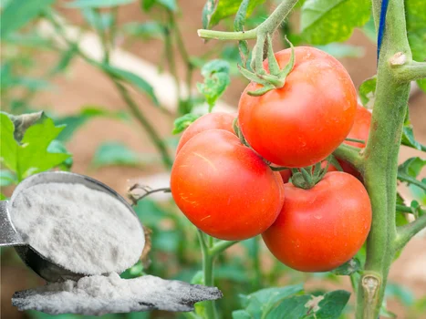 Dodaj to do ziemi, a Twoje pomidory będą smakować lepiej! Odkryj, co to takiego!
