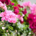 Czym najlepiej nawozić PELARGONIE?