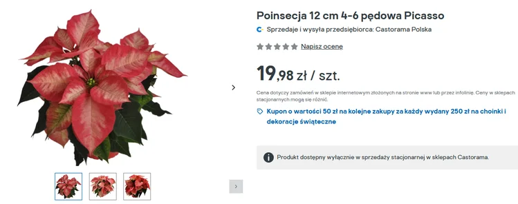 Zdjęcie Już nie klasyczna czerwona gwiazda betlejemska! Teraz ta odmiana podbija świąteczne polskie stoły #1