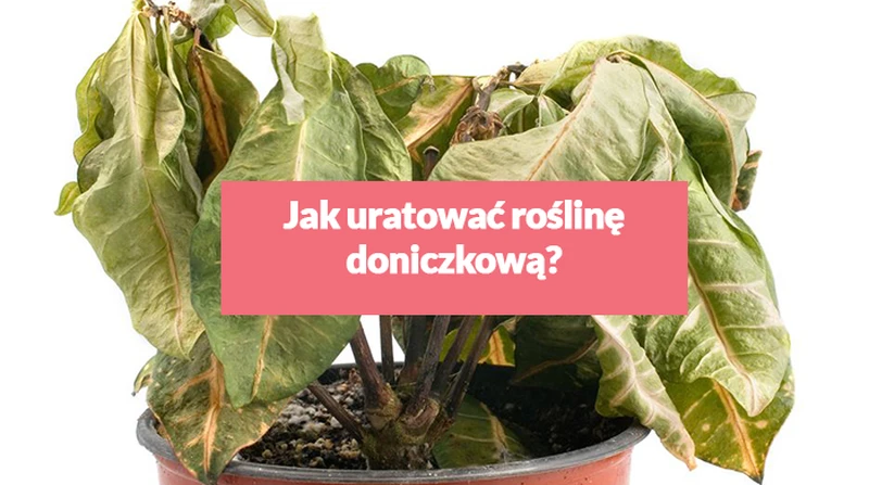 Jak uratować roślinę doniczkową?