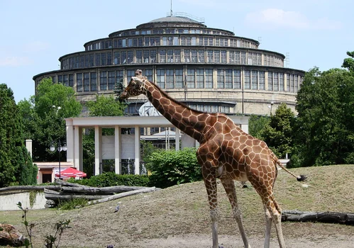 Wrocławskie ZOO wydało komunikat w sprawie zwierząt! "Przygotowujemy się na wszelkie scenariusze"