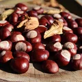 Dzień Kasztana: Święto Zdrowia i Tradycji