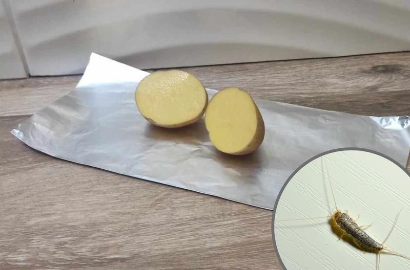Przekrój ziemniaka, a problem zniknie! Twój nowy sprzymierzeniec w walce z rybikami!