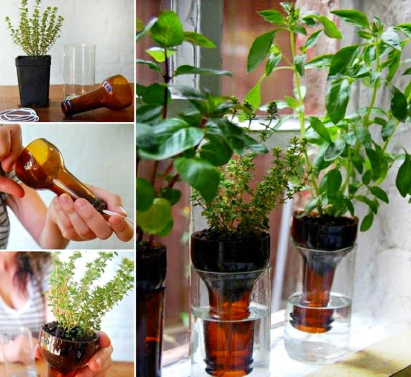 Zioła w domu