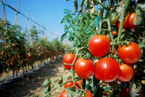 WYKORZYSTAJ TO sadząc pomidory!