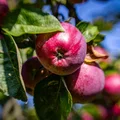 Dlaczego warto jeść jabłka? Poznaj wartości zdrowotne i odżywcze jabłek