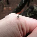 11 sposobów na ugryzienia komara i jeden na ich uniknięcie.