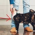 Czy koty lubią ludzi? Wyniki badań mogą was zdziwić