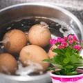 Zapomnij o sztucznych nawozach! Wykorzystaj wodę po jajkach i ciesz się pięknymi kwiatami!