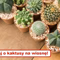 Jak odświeżyć KAKTUSY po ZIMIE? Zobacz praktyczny poradnik