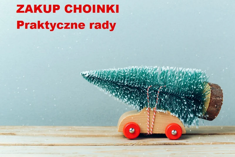Chcesz kupić ŻYWĄ CHOINKĘ? Wybierz mądrze.