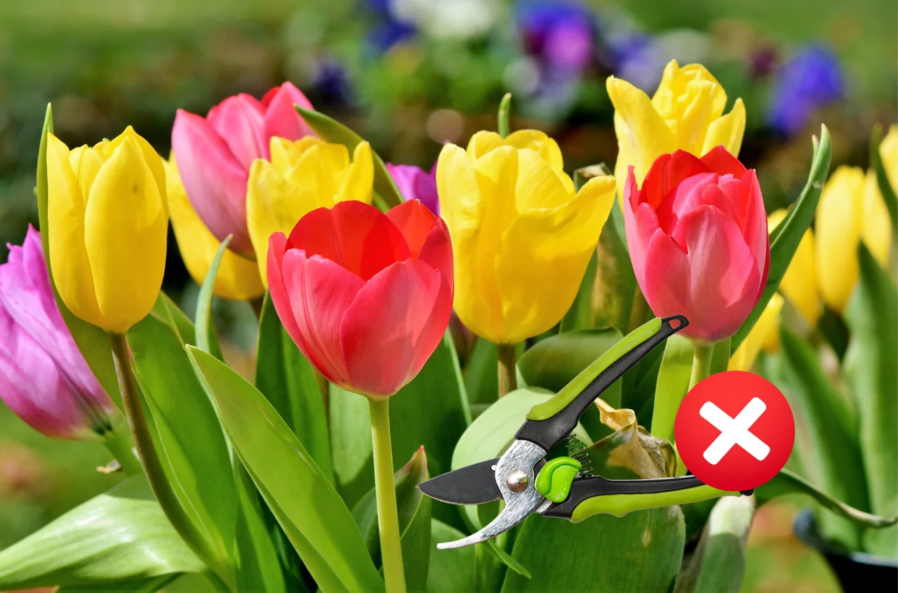 Majowy patent na piękne tulipany na przyszły rok – musisz to zrobić teraz!