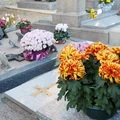 Chryzantemy odchodzą w zapomnienie? Ta roślina to hit na cmentarzach tej zimy