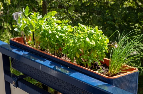 Zmień balkon w zielony ogródek! Praktyczny poradnik dla początkujących na wiosnę!