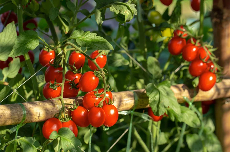 Zdjęcie Zobacz, jak ta prosta roślina potrafi podwoić plony Twoich pomidorów! Zasadź obok, a zbiory Cię zaskoczą! #1