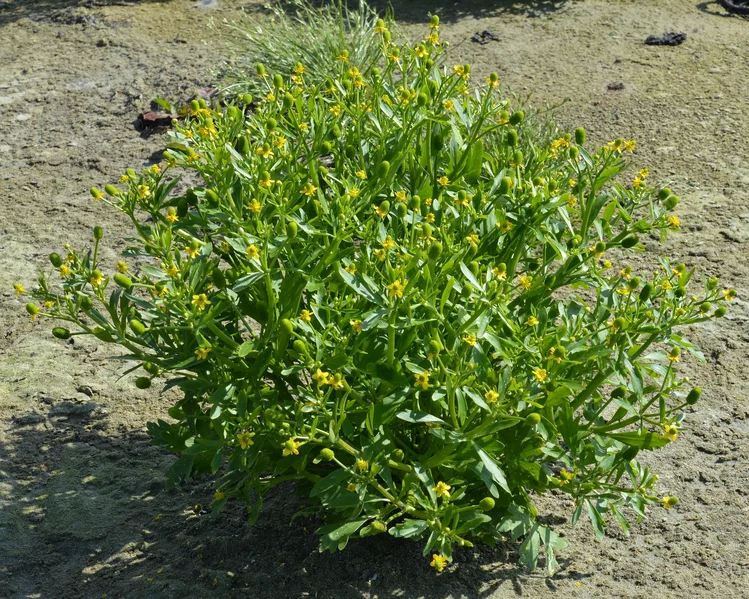 Zdjęcie Uprawiamy ją w doniczkach, a jest silnie toksyczna! Sanepis wydał ważny komunikat z ostrzeżeniem #7