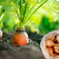 Ta roślina sprawi, że Twoje marchewki będą ogromne! Posadź ja obok a nie porzałujesz