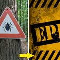 Czy jesteśmy narażeni na epidemię boreliozy?