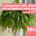 5 domowych roślin, dzięki którym będziesz lepiej spać.