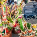 29 marca 2026 to wyjątkowa niedziela! Część Polaków pójdzie z palmą do kościoła, inni wybiorą się na zakupy