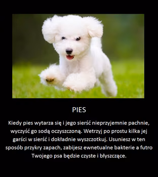 Super trik na wyczyszczenie psa!